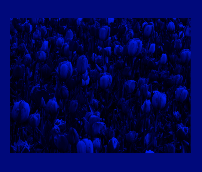 CSS    mix-blend-mode